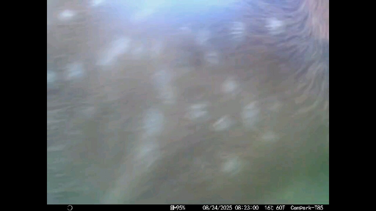 Deer Cam 08 24 2025 Fawn Close Game Cam Trail Cam