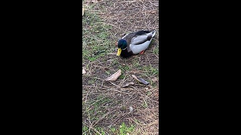 Mallard Duck 🦆 #mallardduck #duck #followme #shorts #viral #trending