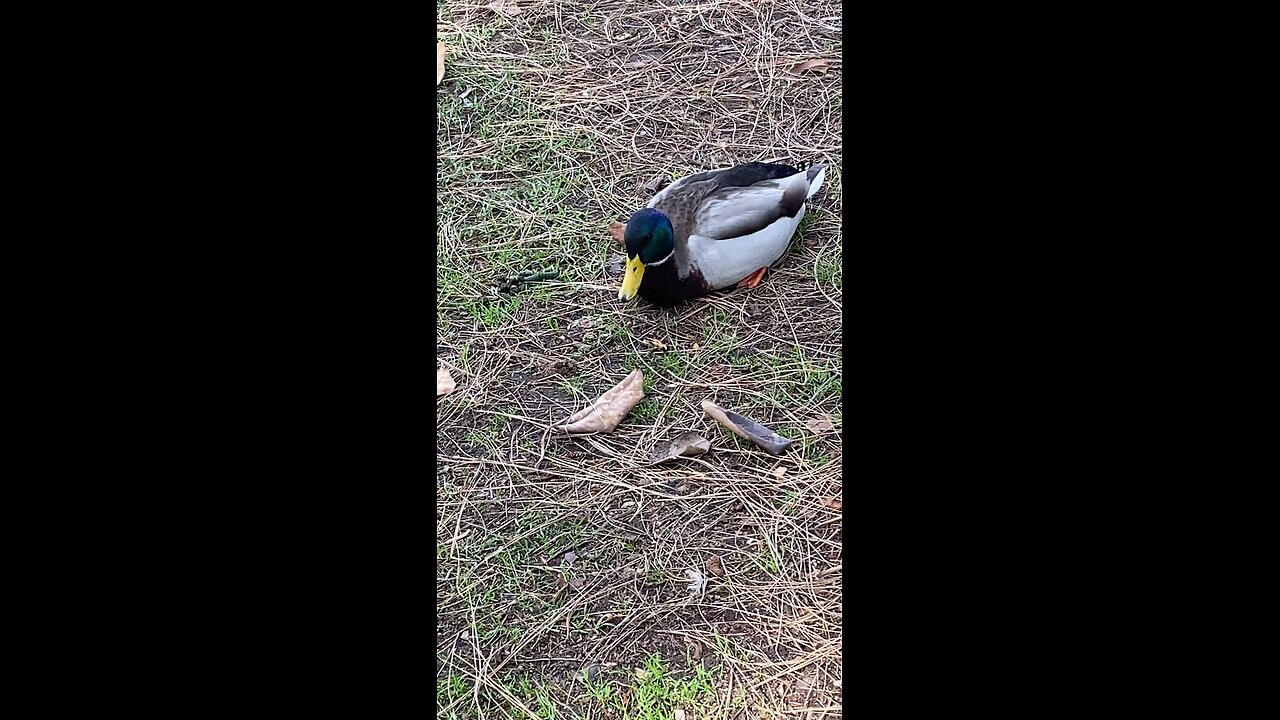 Mallard Duck 🦆 #mallardduck #duck #followme #shorts #viral #trending