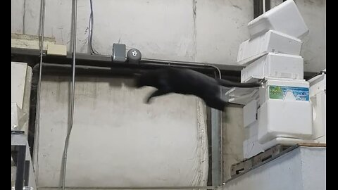 Ruckus jumping across Restrooms