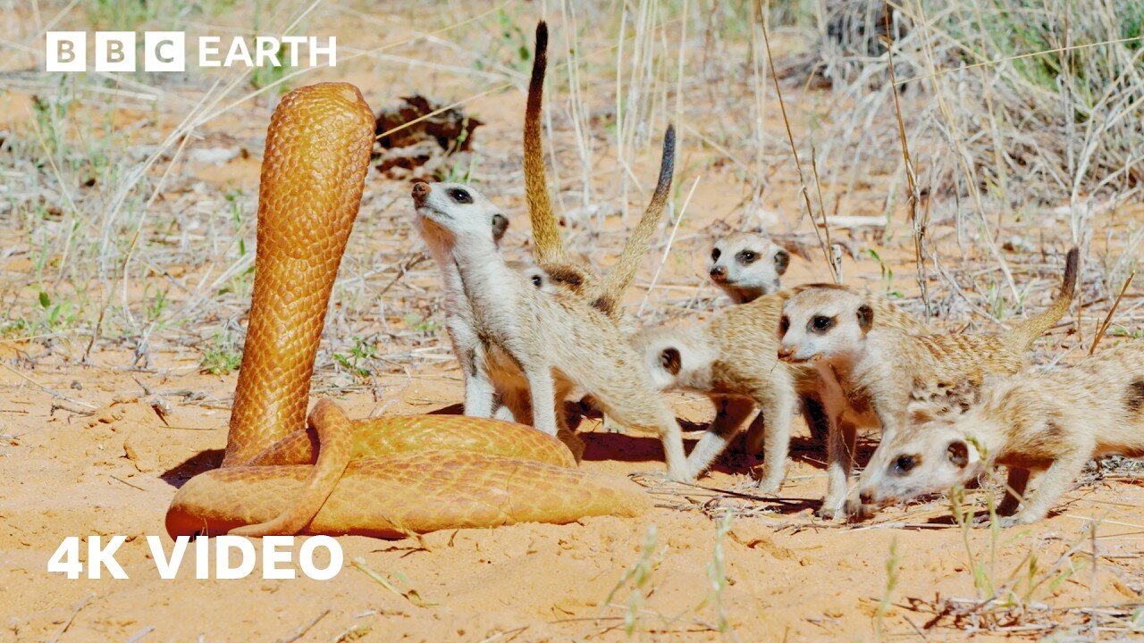 Meerkats vs Fake "Spy" Cobra | 4K UHD | BBC Earth