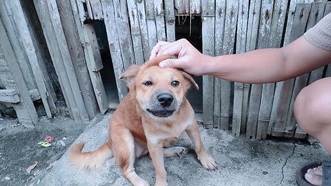 Gilunit lunit ang iro