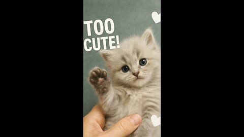 Fluffy Baby Cat Melts Hearts 🐱✨