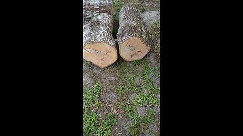today's job a little tree work