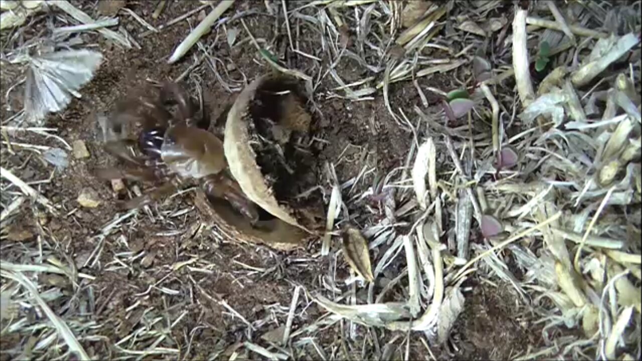 Trapdoor Spider Lunges At Favorite Food
