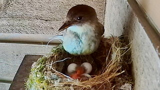 Mother Bird Stands Up to Feed Her Baby