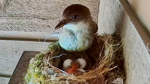 Mother Bird Stands Up to Feed Her Baby