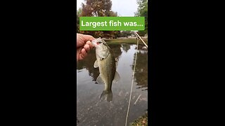 Monthly Lure Challenge Largest Fish, Banned Fishing Fly was.... #fishing #flyfishing #fun