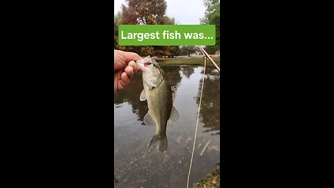 Monthly Lure Challenge Largest Fish, Banned Fishing Fly was.... #fishing #flyfishing #fun