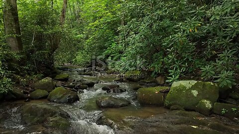 🌲🌳 Insideeee theeee Jungleeee 🌲🌲
