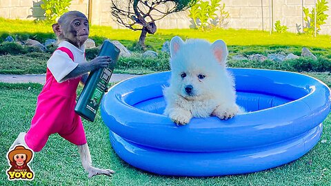 Smart monkey YiYi knows how to take care of puppy