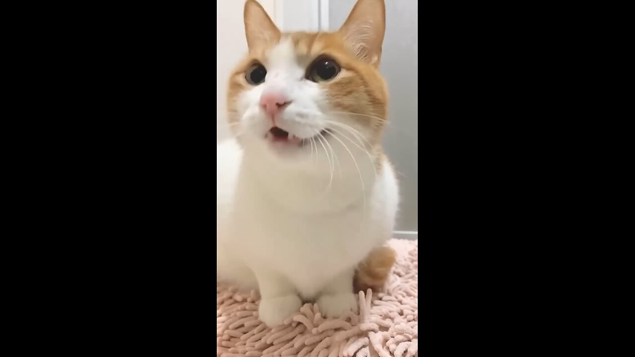 Cutie pie cat meows 😍😍
