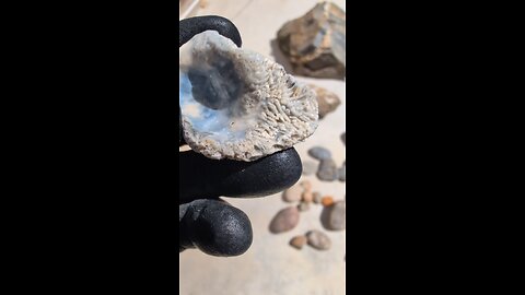 Tabulate Coral Fossil!