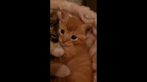 Cute cat compilation