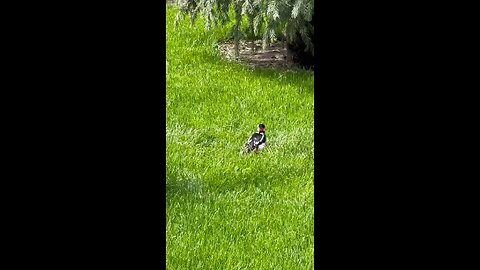 Woodpecker on the grass