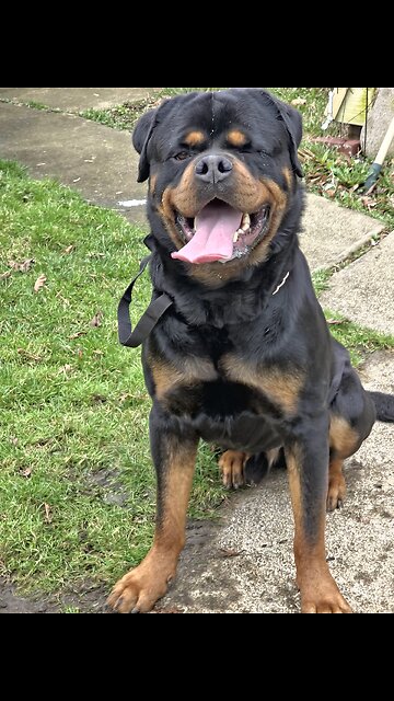 Doneyuno Rotties