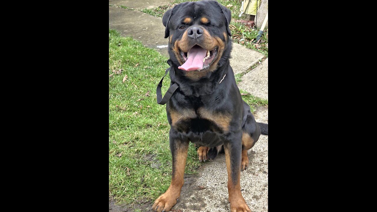 Doneyuno Rotties