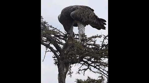 ego captured antelope in the Wild🥺🥺