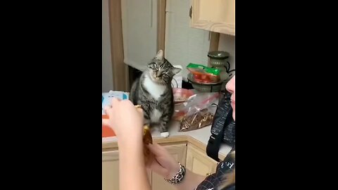 Adorable Cats reaction for food