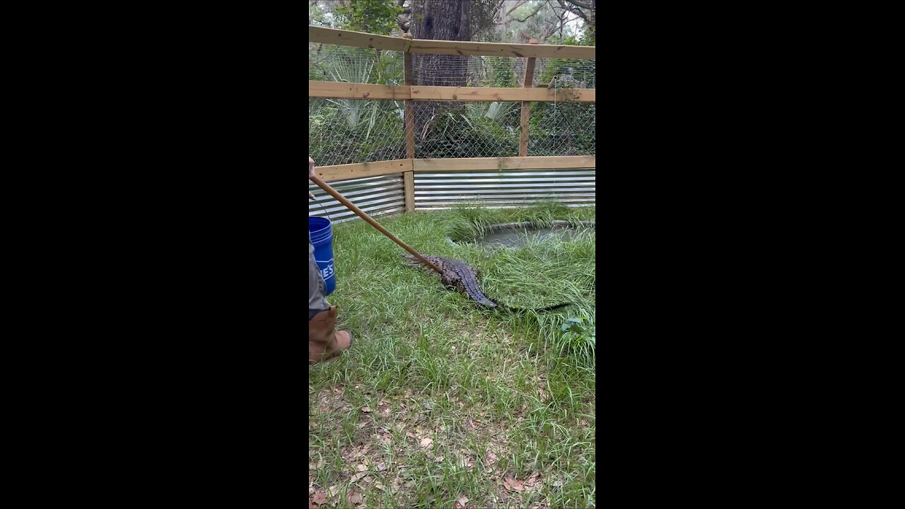 Feisty tiny croc!