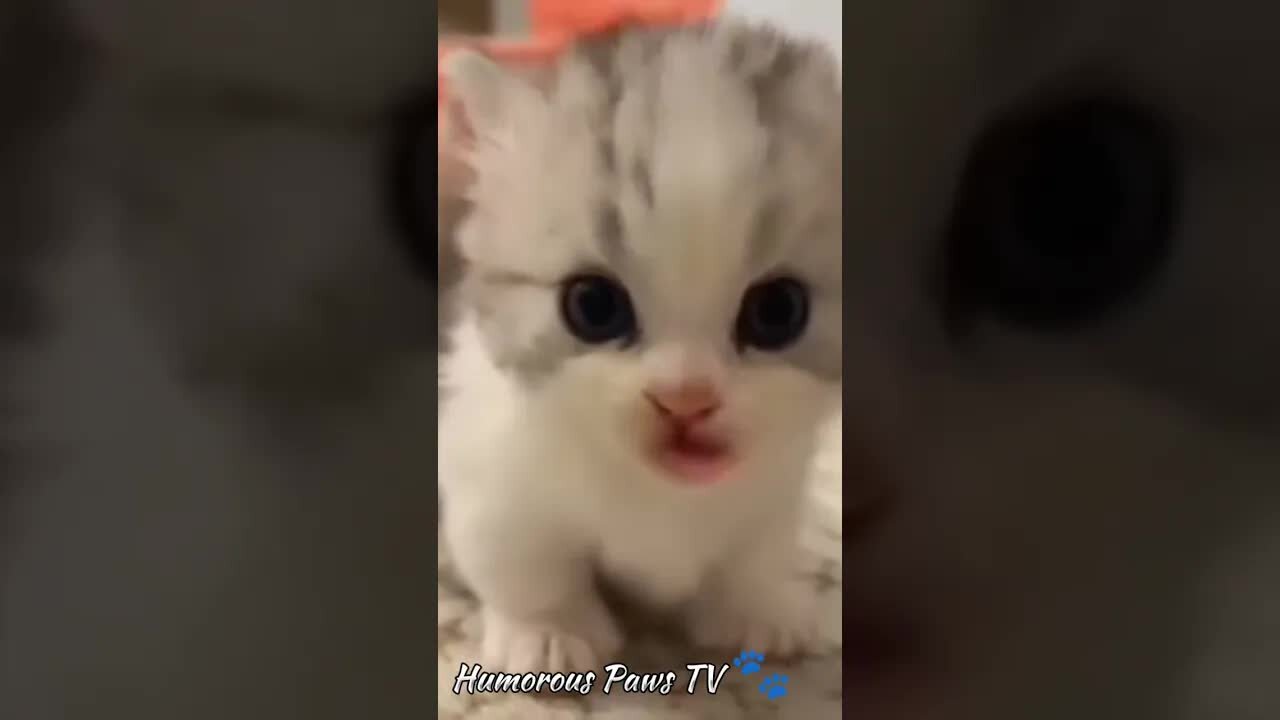 Animal Comedy:Moments Full of Laughter