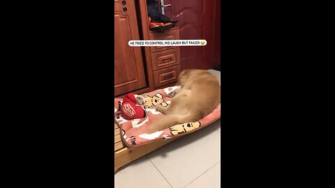 Dog laughing