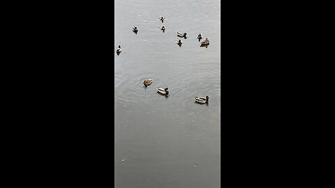 Mallard Ducks 🦆 #mallardducks #ducks #duck #rain #shorts #viral #followme #trending