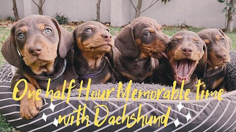 One Half Hour Memorable Time with Dachshund, playful sausage Dogs videos compilations Happy video