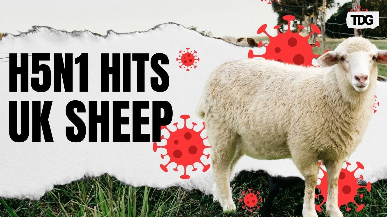 UK Detects First-Ever H5N1 Case in Sheep, Raising Alarm Over Spread