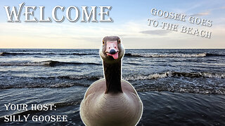 The Silly Goosee Sunday Hangout - Goosee Goes To The Beach!