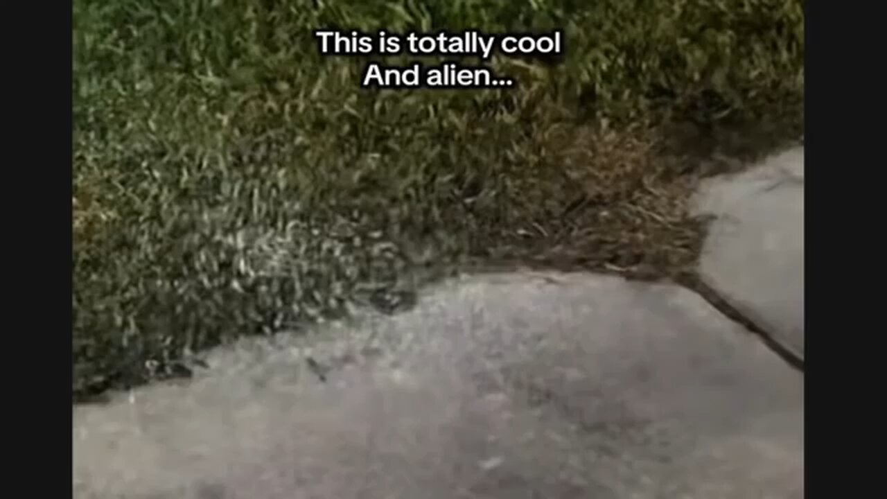 They're Not Human 2026