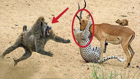 The Most Amazing Animals Saving Other Animals