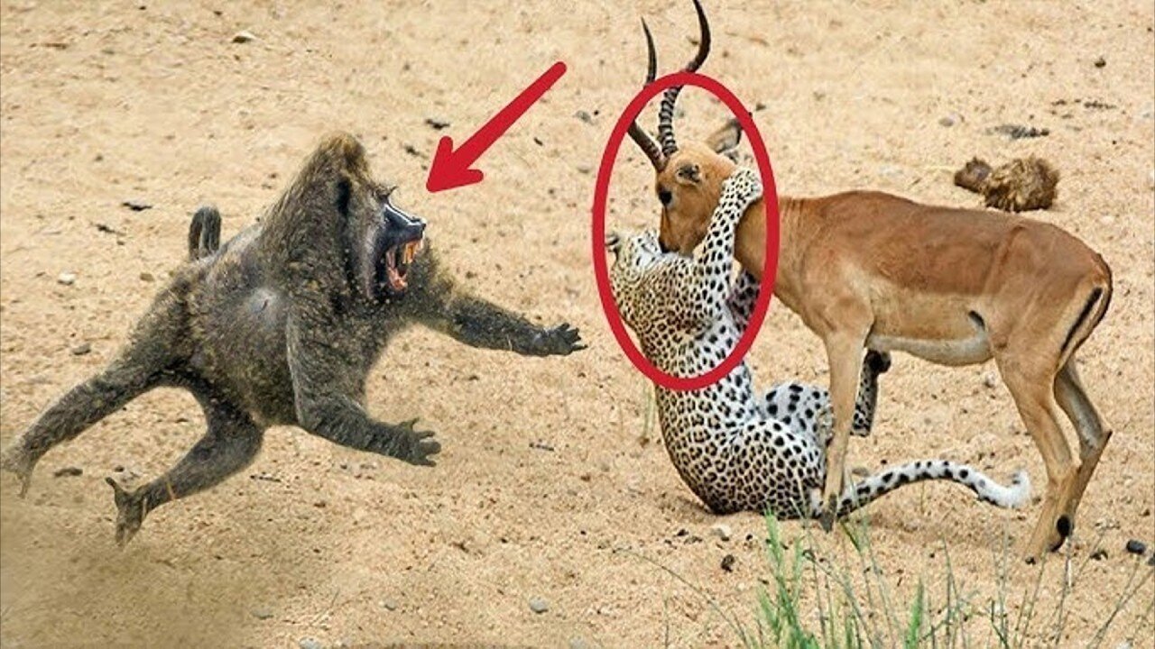 The Most Amazing Animals Saving Other Animals