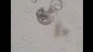Nicotine Destroys Injectable Nanotechnology