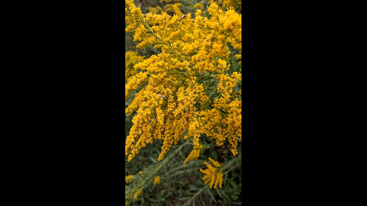 bugs collecting pollen part 1