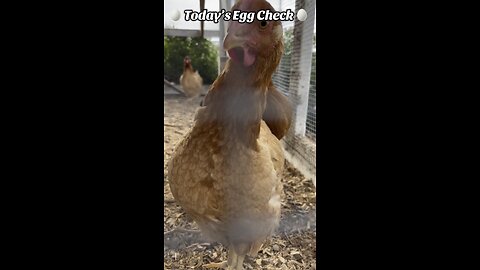 🥚 Today’s 🐔 Egg Check! 🥚 #shorts