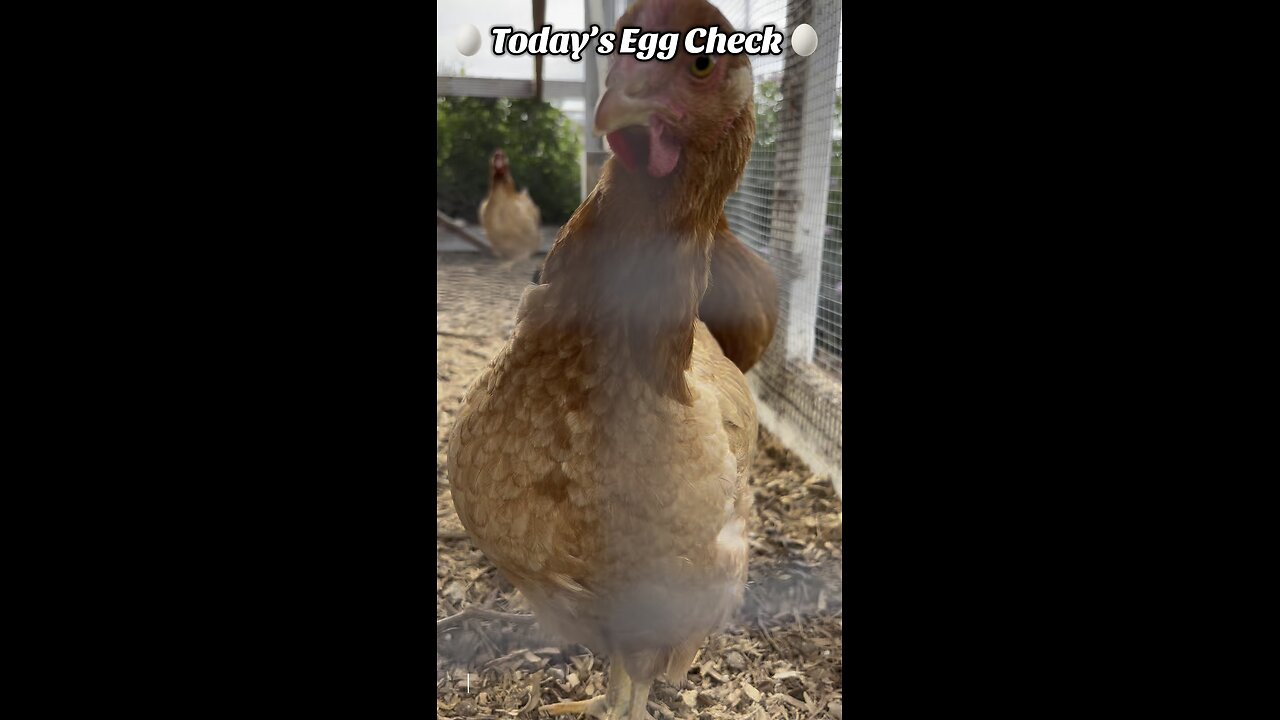 🥚 Today’s 🐔 Egg Check! 🥚 #shorts