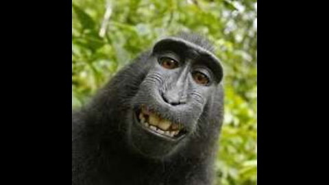 AWW Animals SOO Cute! Cute baby animals Videos