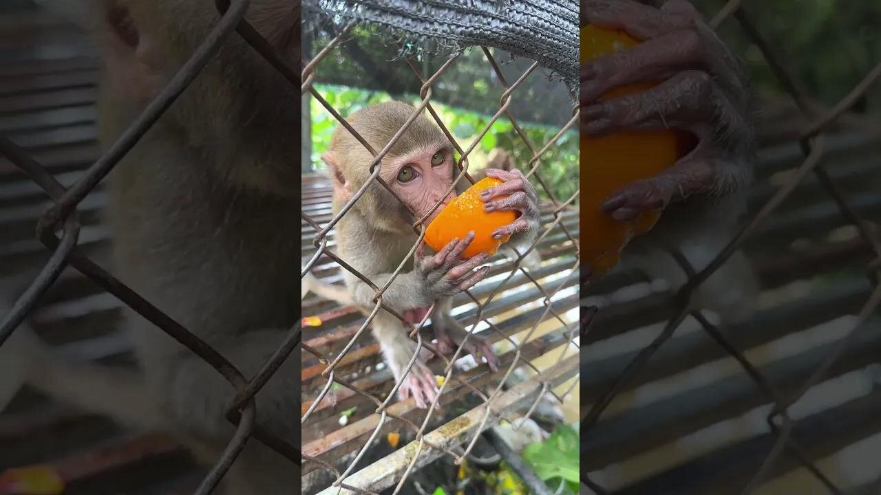 Caring for an Abandoned Monkey, the Mysterious Behaviors of Monkeys #14