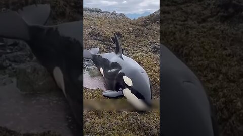 People saved a touch that got stuck after the tide on the ground