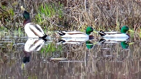 Mallard Ducks