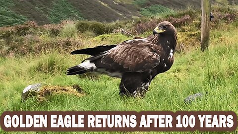 Golden Eagle Returns to England After 100 Years | A Remarkable Conservation Success | NEWSDRIFT