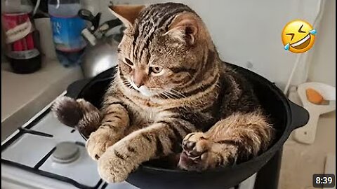 FUNNY Cats That Will Make You Laugh Out Loud 😹