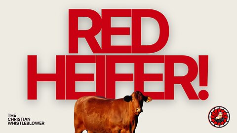RED HEIFER!