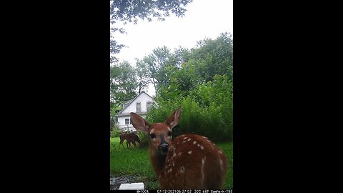 Deer Cam Photos Taken July 2021 Of Doe And Fawns. Game Cam Trail Camera