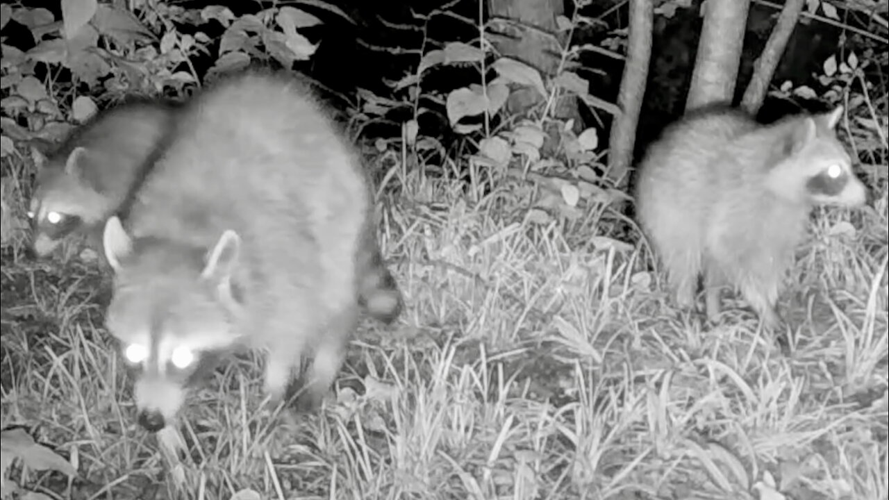 Mother Raccoon Followed by Her Babies