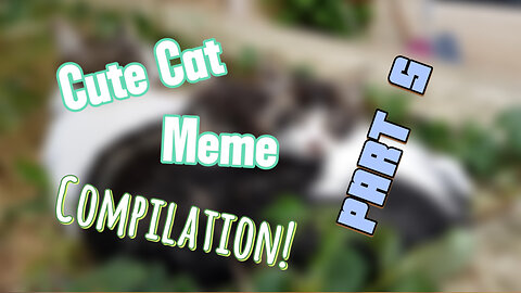The "Aww" Meter Will Break! The ULTIMATE Cute Cat Meme Overload!