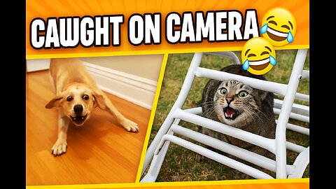 “They’re Back! 🐶🐱 Try Not to Laugh at These Funny Pets”