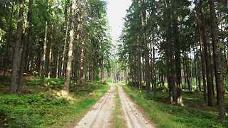 Forest Walk on a Sunny Summer Day with Nature Sounds