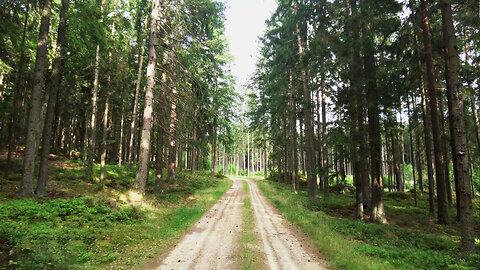 Forest Walk on a Sunny Summer Day with Nature Sounds